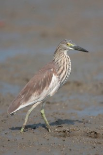 Chinese chinese pond heron
