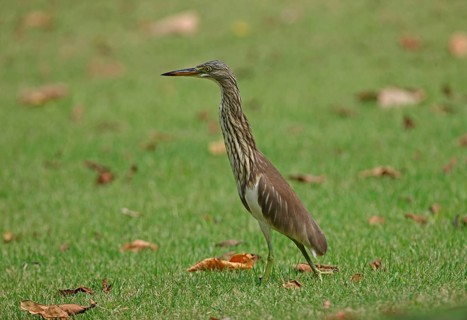 Chinese chinese pond heron