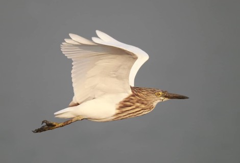 Chinese Pond-heron