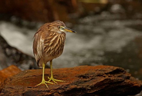 Chinese chinese pond heron