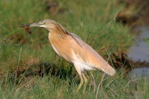 Squacco heron
