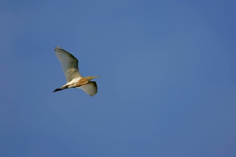 Squacco heron