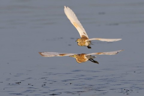 Squacco heron