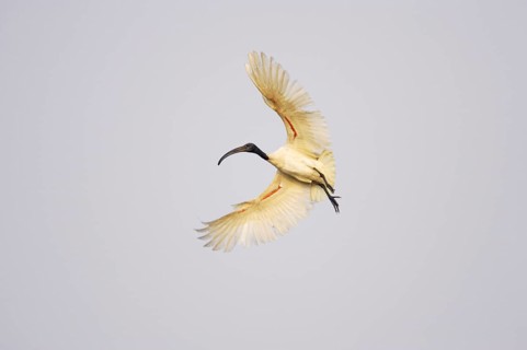 Black-headed Ibis