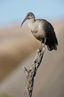 Hadada hadada ibis