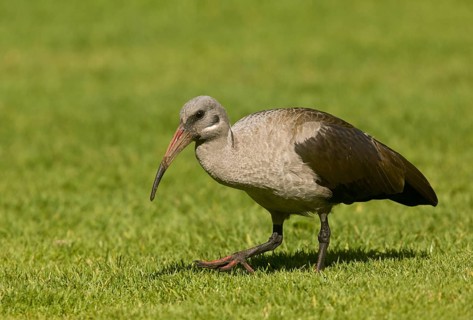 Hadada Ibis