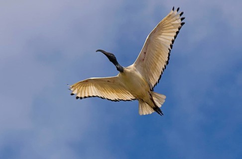 Sacred Ibis