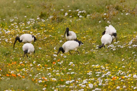 African Sacred Ibis