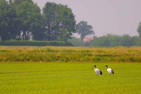 African african sacred ibis