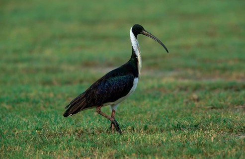 Straw-necked ibis