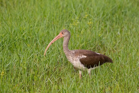 American white american white ibis