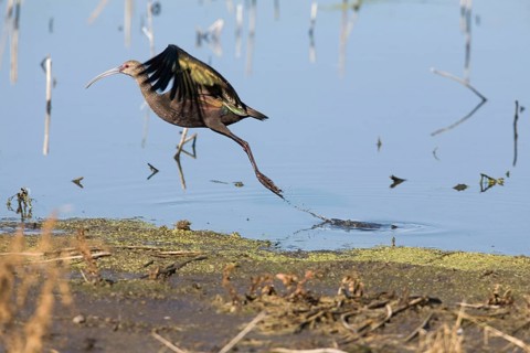 White-faced Ibis