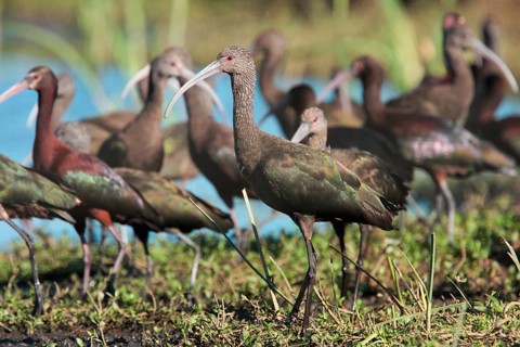 White-faced Ibis