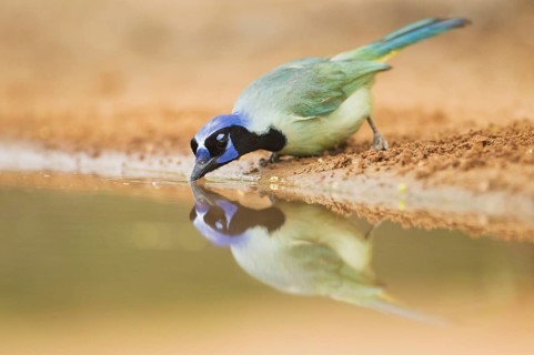 Green Jay