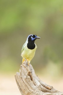 Green Jay