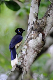Black-capped Jay