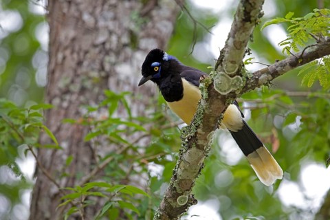 Black-capped Jay