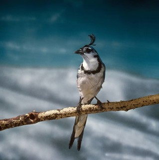 White-throated Jay