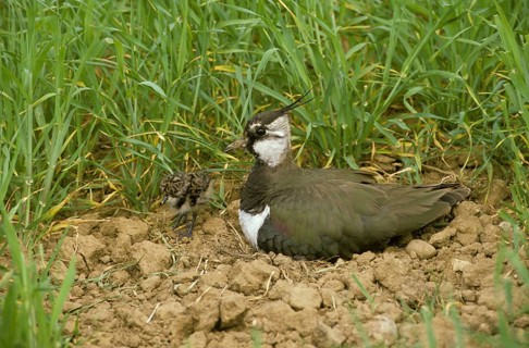 Lapwing