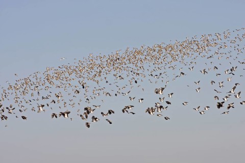 Northern northern lapwing