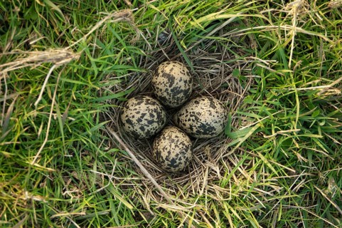 Northern Lapwing