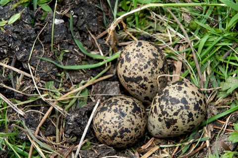 Northern northern lapwing
