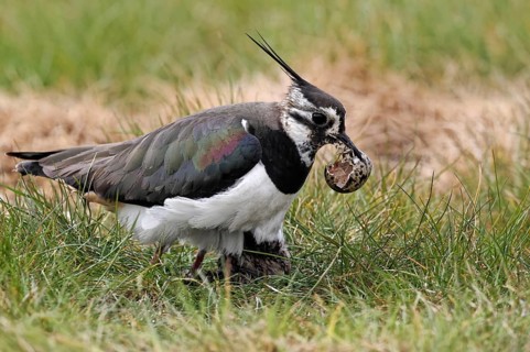 Northern northern lapwing