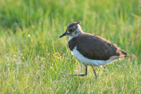 Northern Lapwing