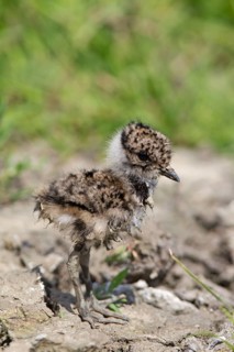 Northern northern lapwings