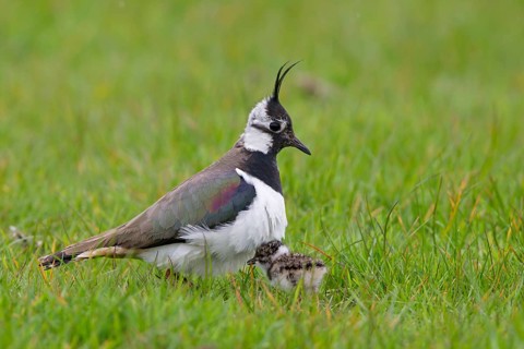 Adult female Northern northern lapwings