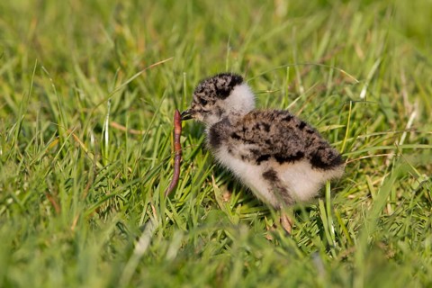 Northern northern lapwings