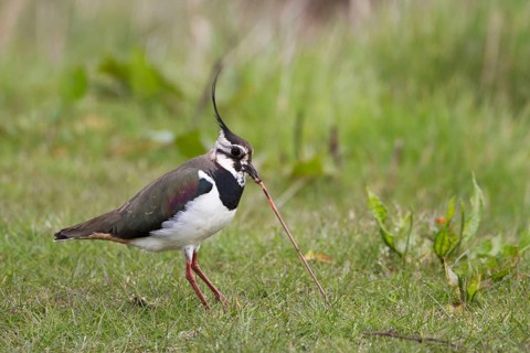 Northern Lapwing