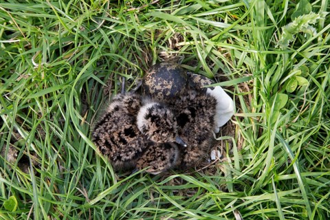 Northern northern lapwings