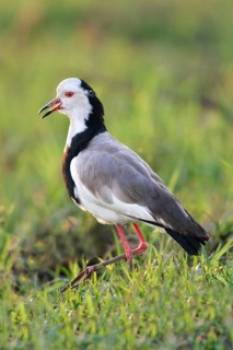 Long-toed Lapwing