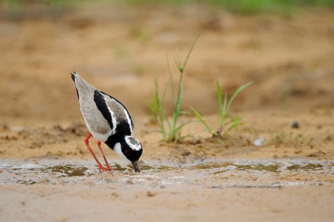 Cayenne plover