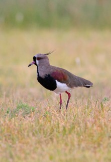 Southern lapwing