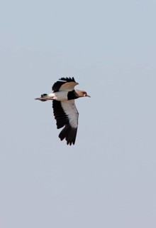 Southern lapwing