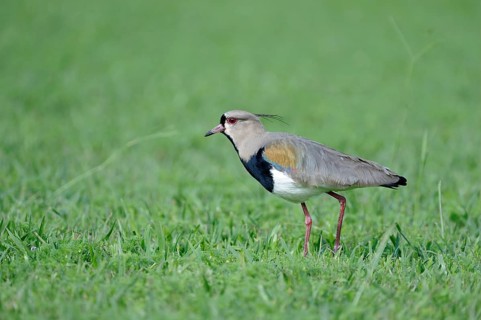 Southern Lapwing