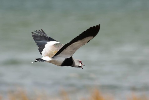 Southern lapwing