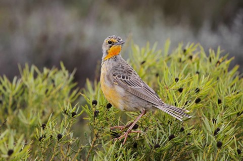 Orange-throated Longclaw