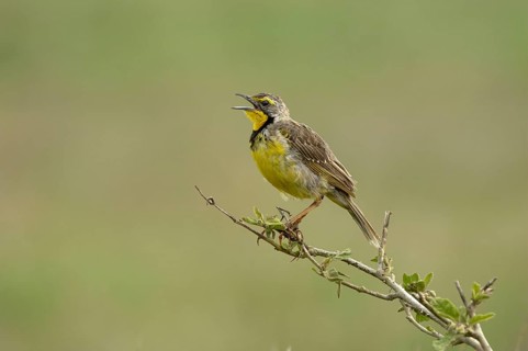 Yellow-throated longclaw