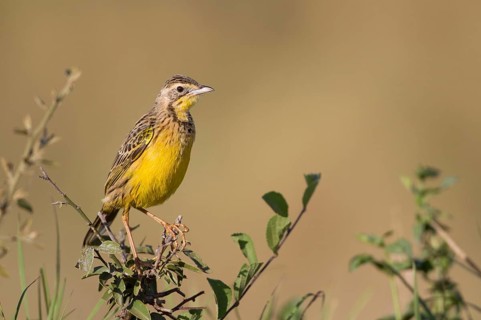 Adult yellow-throated longclaw