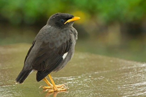 Common common myna