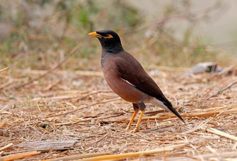 Common common myna
