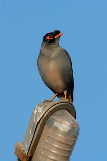 Bank Mynah