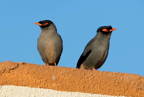 Bank Mynah