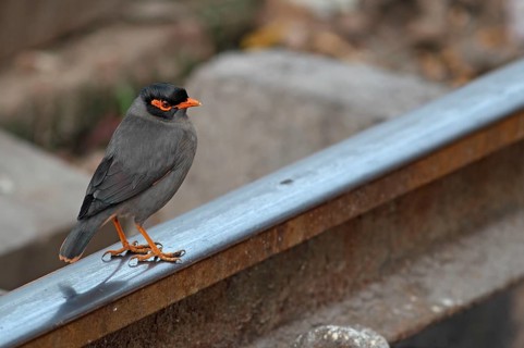 Bank mynas