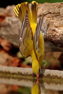 Golden Oriole