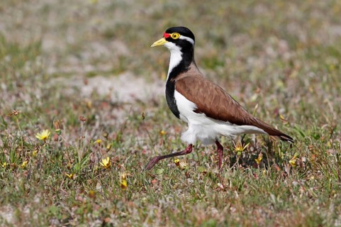 Varied Lapwing