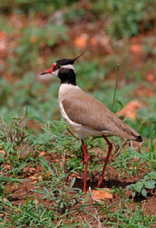 Black-headed lapwing